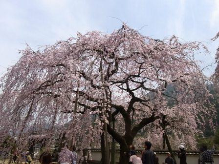 桜・サクラ・さくら・✿_d0162516_224545.jpg