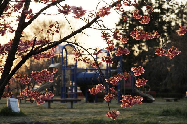 近くの公園の桜_d0026817_11545250.jpg