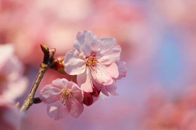 近くの公園の桜_d0026817_11574358.jpg