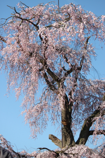 円山公園の桜_d0072318_7171016.jpg