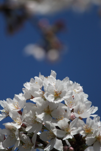 円山公園の桜_d0072318_9294246.jpg