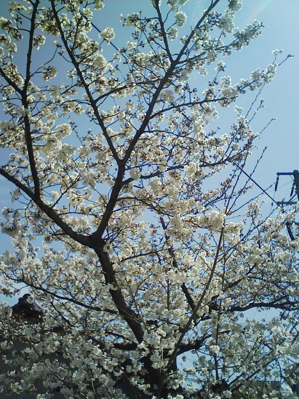 今年の桜。_a0138219_803017.jpg