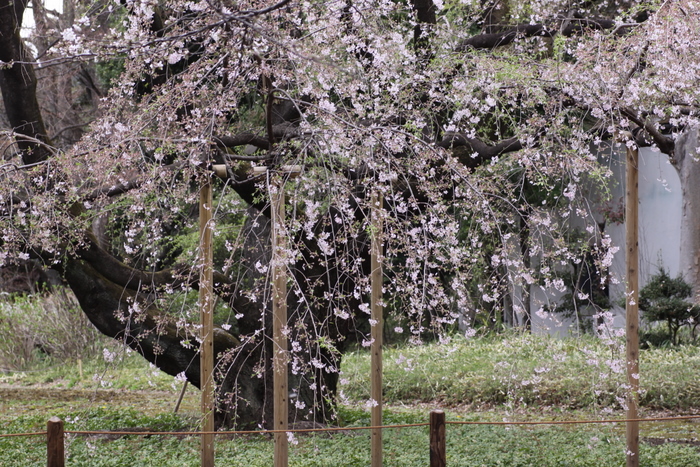 東京駒込六義園の枝垂れ桜･･･・その１_b0165522_7501416.jpg