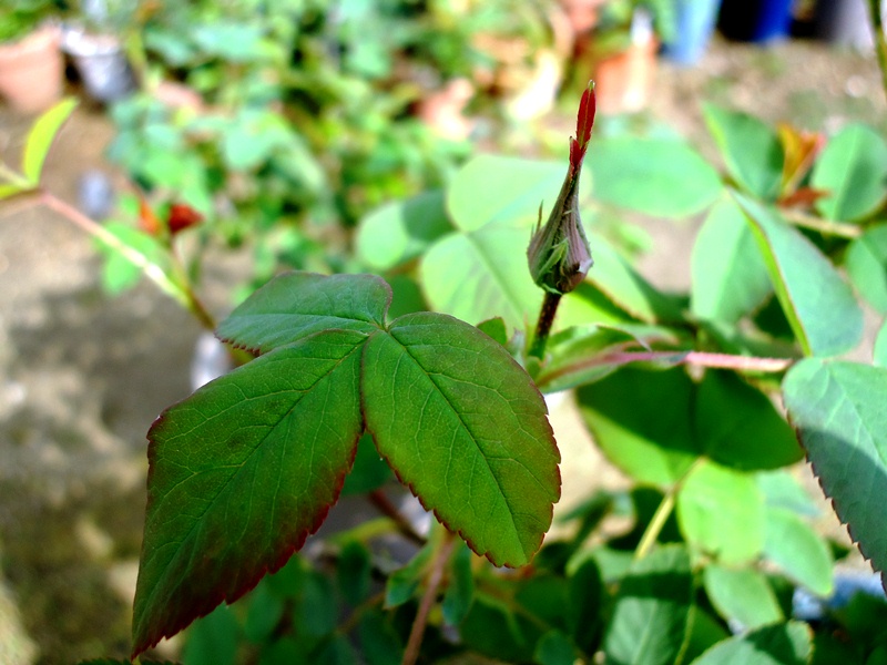 d0096422_9594731.jpg