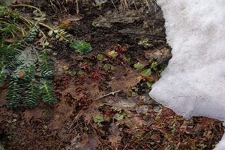 f0170524_8422067.jpg