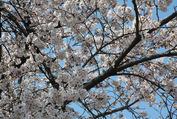 a0187426_20492791.jpg