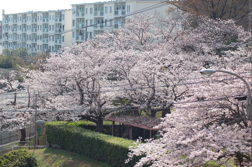 心癒される桜の木の下で思う・・・春は必ず訪れる。_e0158128_1611245.jpg