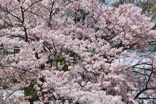 心癒される桜の木の下で思う・・・春は必ず訪れる。_e0158128_1653082.jpg