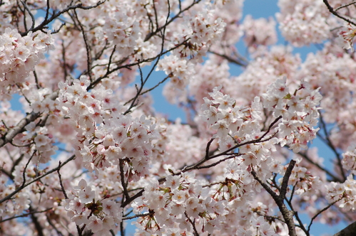 心癒される桜の木の下で思う・・・春は必ず訪れる。_e0158128_1682487.jpg