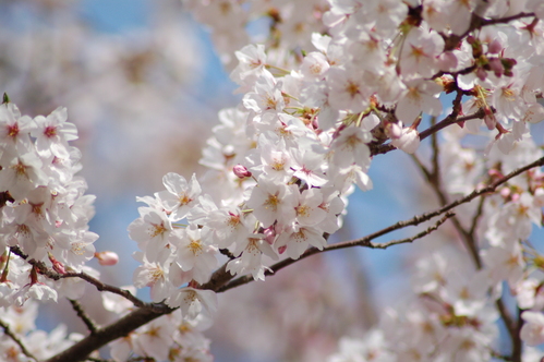 心癒される桜の木の下で思う・・・春は必ず訪れる。_e0158128_1683678.jpg