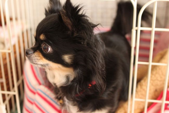 Jodie & カランコエ「Paris」_d0148729_20512899.jpg