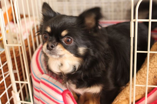 Jodie & カランコエ「Paris」_d0148729_20545857.jpg