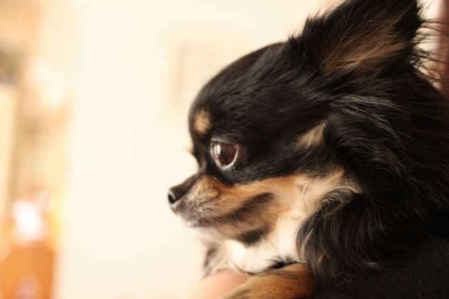 Jodie & カランコエ「Paris」_d0148729_20565641.jpg