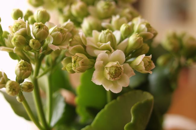 Jodie & カランコエ「Paris」_d0148729_2135721.jpg