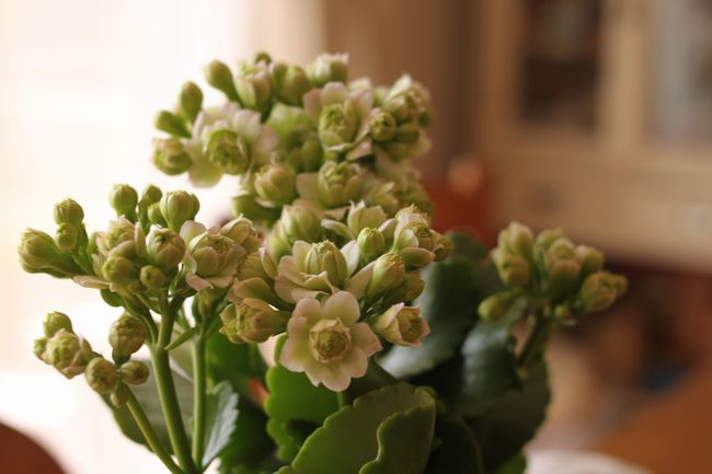 Jodie & カランコエ「Paris」_d0148729_2143785.jpg