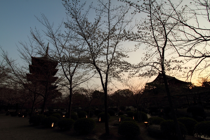 東寺 夜桜ライトアップ －被災地への祈りを込めて－（前編）　_b0169330_0443397.jpg