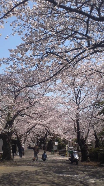 桜の木の下で_c0099133_11205673.jpg