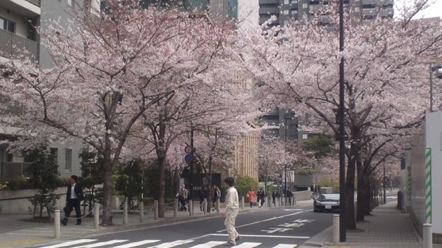 桜の木の下で_c0099133_11211765.jpg