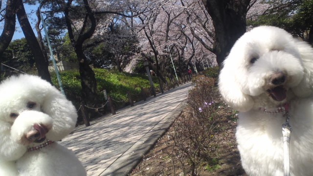 桜の木の下で_c0099133_1125747.jpg