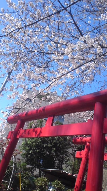 桜の木の下で_c0099133_11265724.jpg