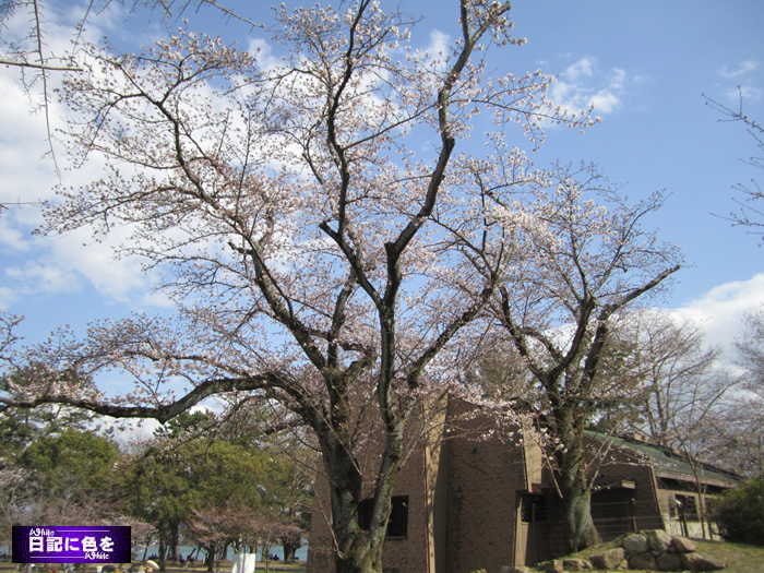 （草花）桜、三昧_c0227134_021649.jpg