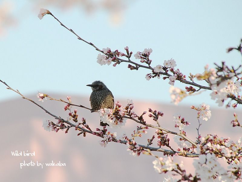 散歩道の野鳥_e0052135_1554426.jpg