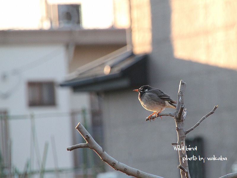 散歩道の野鳥_e0052135_15552652.jpg