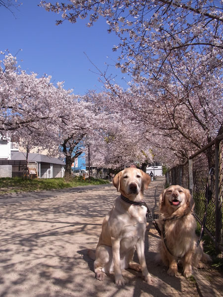 桜 2011_b0056138_21312297.jpg