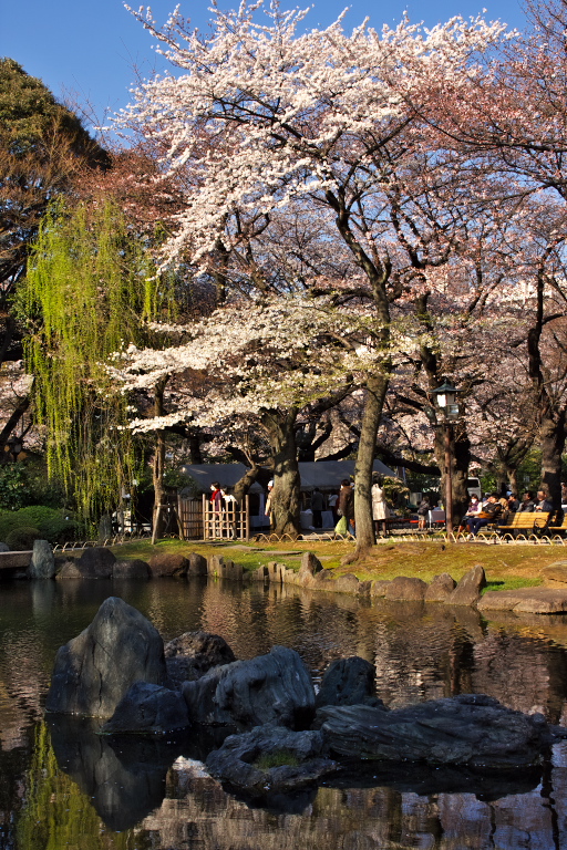 ２０１１年桜　靖国神社_d0029744_13261092.jpg