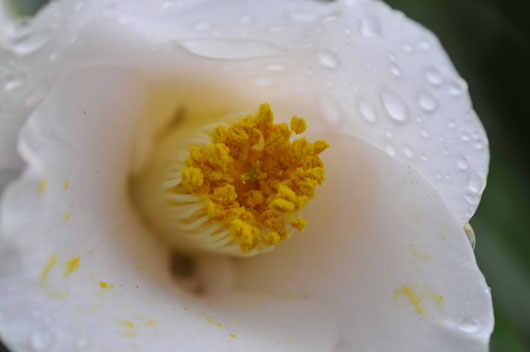 c0093046_124920.jpg