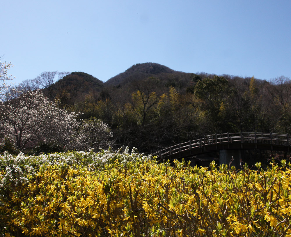 葛城市 二上山ふるさと公園 桜 木蓮 レンギョウ 紅梅 魅せられて大和路