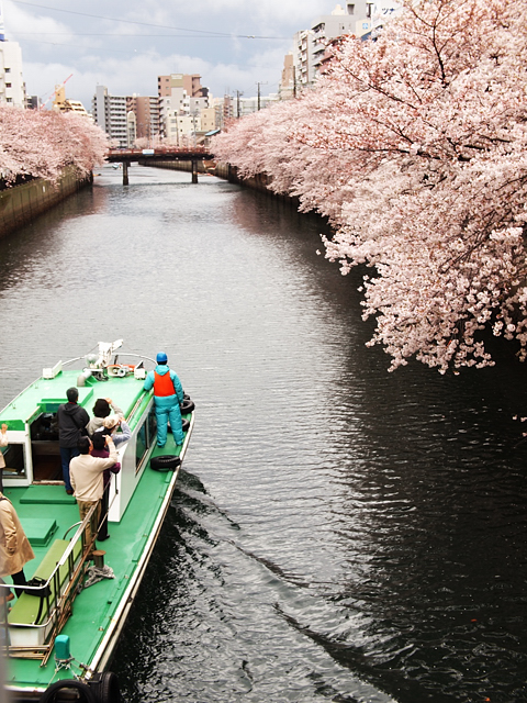 雨、ときどき桜_f0112952_17555577.jpg