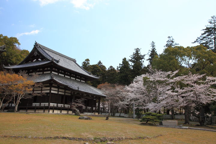 根来寺 桜 その３_a0176855_23533624.jpg