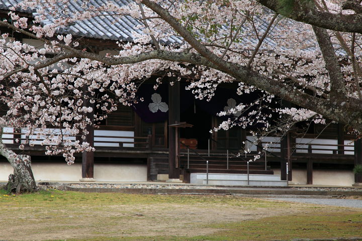 根来寺 桜 その３_a0176855_23535857.jpg