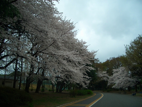 今年のお花見_b0031055_20141926.jpg