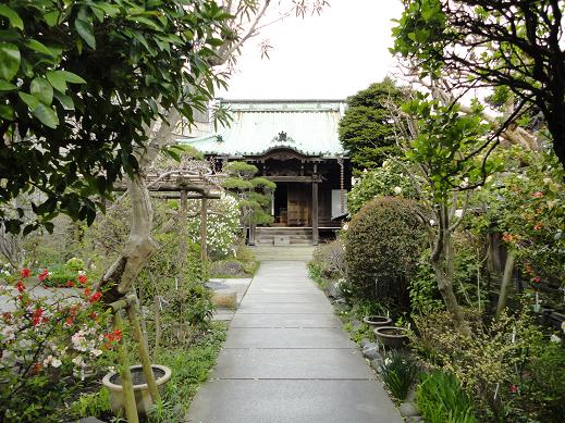 鎌倉市小町・大巧寺（おんめさま）の利休梅（リキュウバイ）_f0001956_614496.jpg