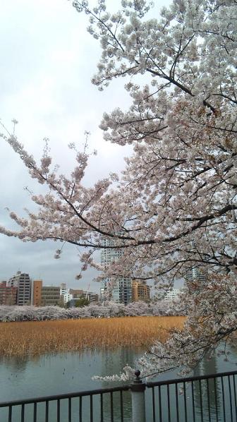 上野の桜　2011年春　その3～不忍池 _e0047657_2256511.jpg