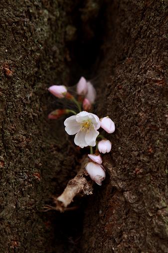 桜　 \"you are not alone\"_e0158857_1943485.jpg