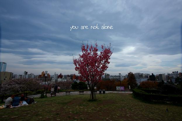 桜　 \"you are not alone\"_e0158857_2092975.jpg