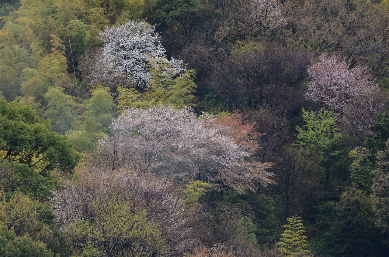 桜とニュウナイスズメは空振りに・・_f0055257_1827491.jpg