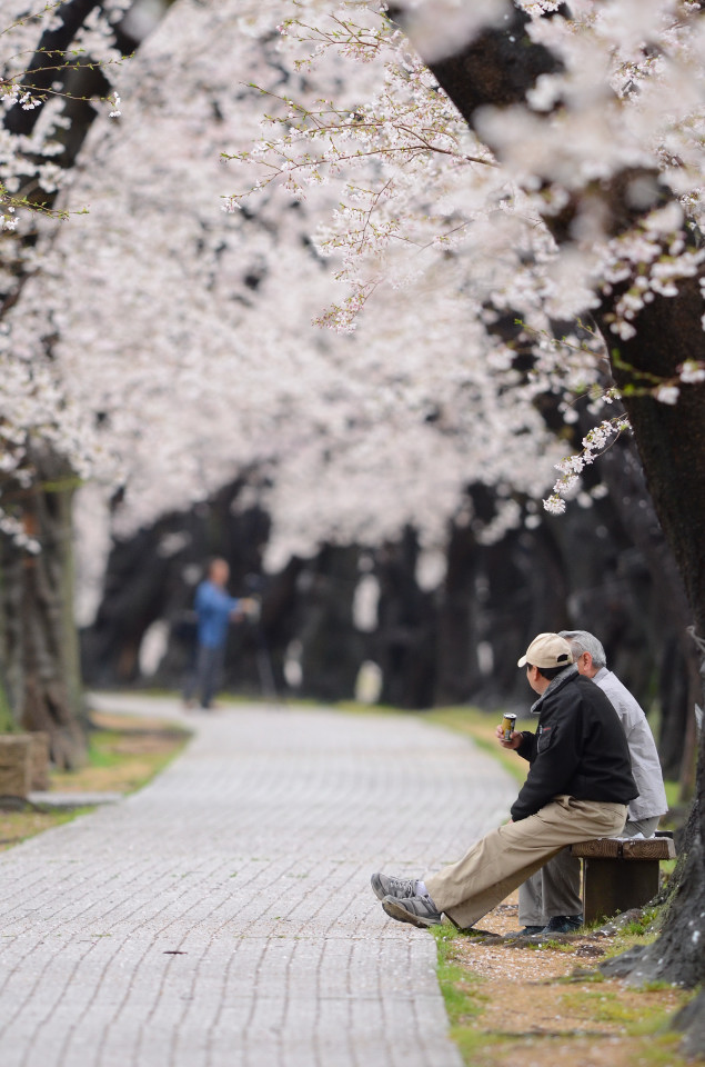 桜とニュウナイスズメは空振りに・・_f0055257_18431117.jpg