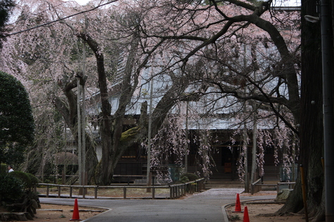 桜_a0157159_21531060.jpg