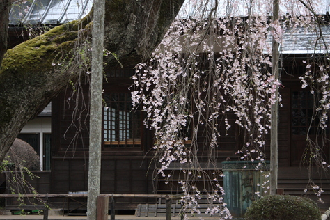 桜_a0157159_215550100.jpg