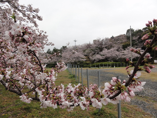 あたご山の桜が満開です_c0108460_13181535.jpg