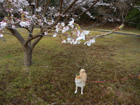 2011年4月9日(土)雨の日は・・・_f0060461_8591138.jpg