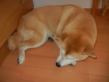 2011年4月9日(土)雨の日は・・・_f0060461_913049.jpg