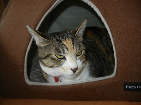 2011年4月9日(土)雨の日は・・・_f0060461_9133319.jpg