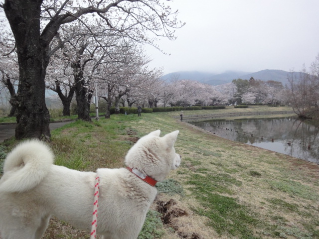 北条大池の桜、開花状況４月９日_b0124462_20525468.jpg