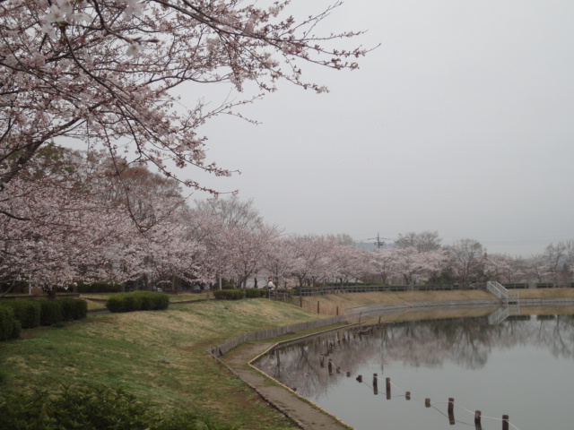 北条大池の桜、開花状況４月９日_b0124462_20553640.jpg