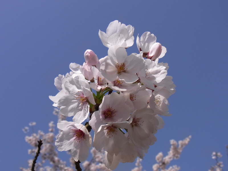 2011/4/9 鶴舞公園の桜_a0035664_21165589.jpg